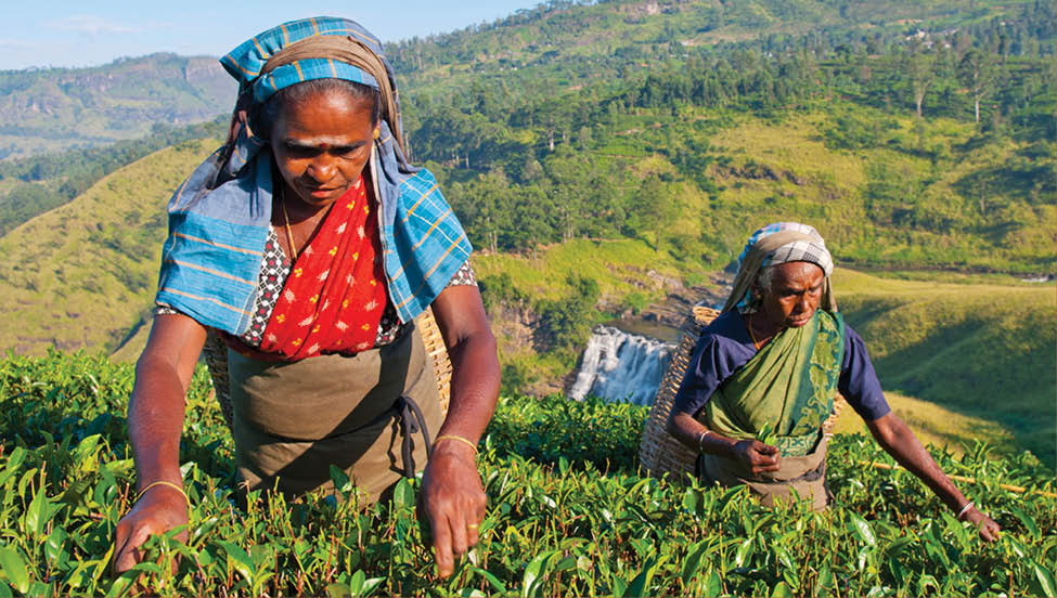 Tea pickers at a plantation in Sri Lanka