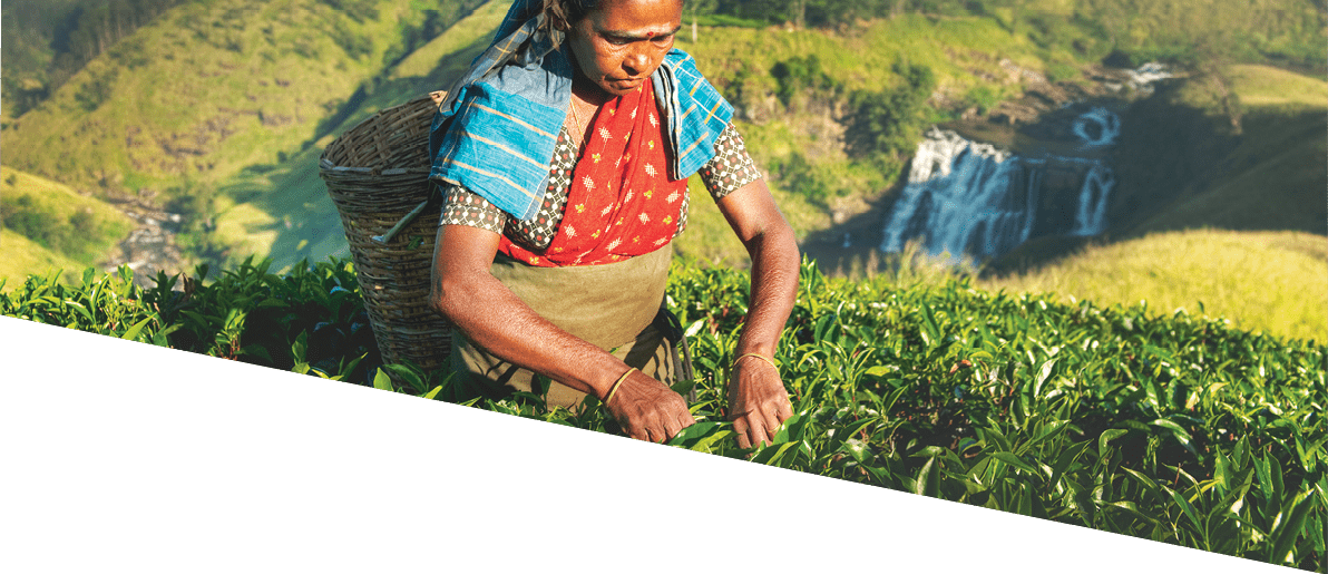 Indigenious Sri Lankan Tea Picker Agricultural Farm Concept