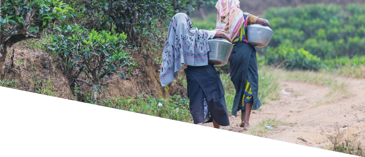 Local women carrying loads in tea plantations in Sri Lanka