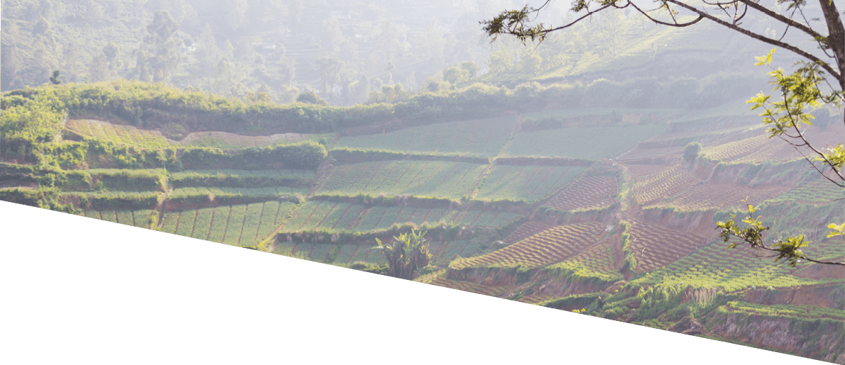 Cultivated hillside vegetable plantations on Sri Lanka. Beautiful rural landscapes