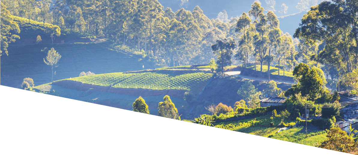 Cultivated hillside vegetable plantations on Sri Lanka. Beautiful rural landscapes